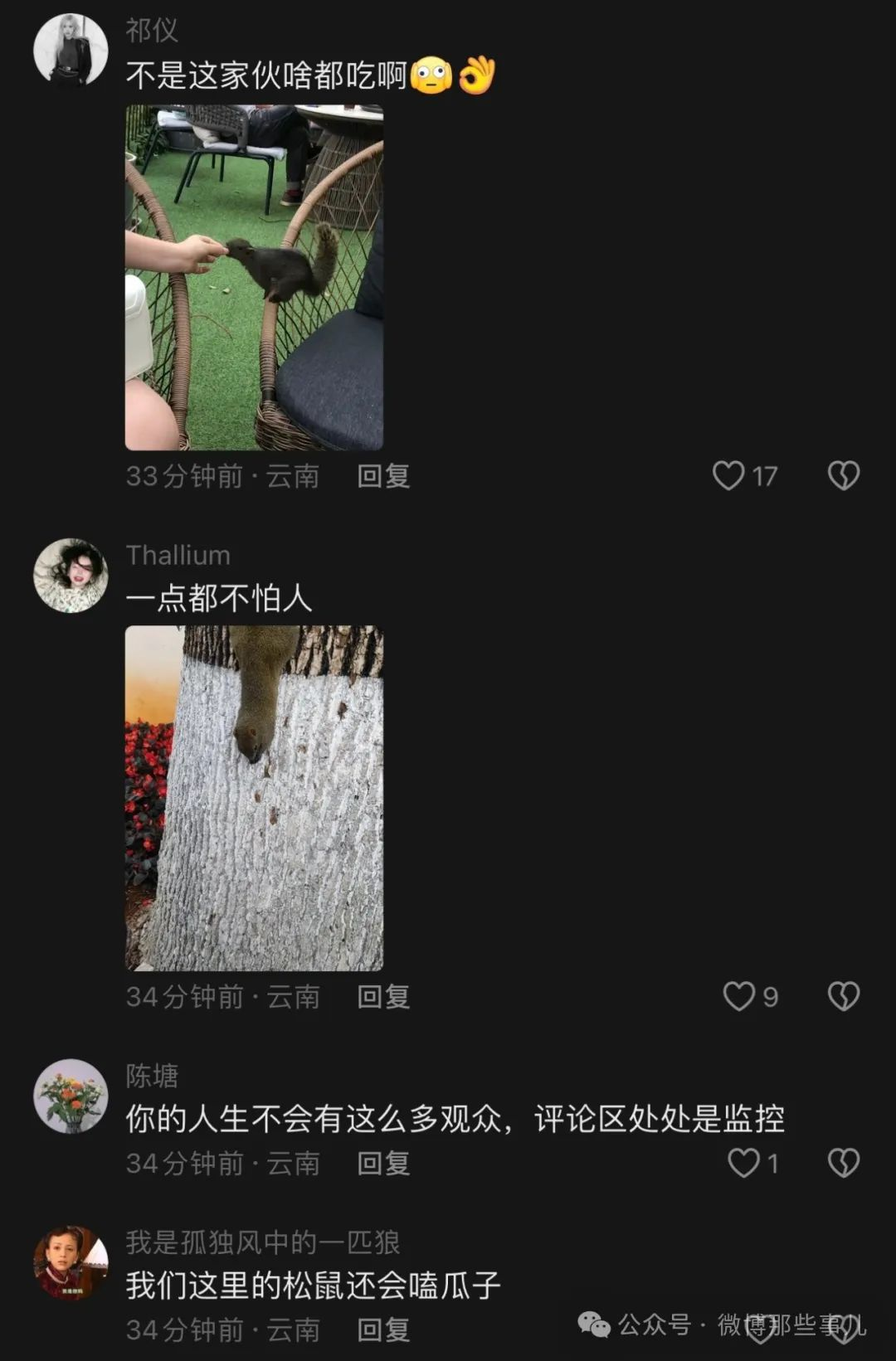 图片[12]-每日吃瓜：网友说自己的莫吉托被松鼠喝了，结果评论区全是那个松鼠的吃吃喝喝记录！-安稳项目网-网上创业赚钱首码项目发布推广平台-首码网